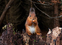Red Squirrel (Sciurus vulgaris) feeding on hazel nut on stump. Lee Burn, Longframlington, Northumberland, UK, November.