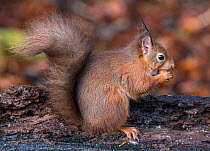 Red Squirrel (Sciurus vulgaris) feeding in profile. Lee Burn, Longframlington, Northumberland, UK, November.