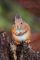 Red Squirrel (Sciurus vulgaris) on stump. Lee Burn, Longframlington, Northumberland, UK, November.