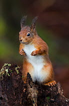Red Squirrel (Sciurus vulgaris) on stump. Lee Burn, Longframlington, Northumberland, UK, November.