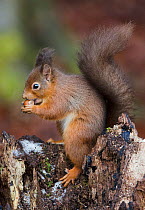 Red Squirrel (Sciurus vulgaris) feeding on nut. Lee Burn, Longframlington, Northumberland, UK, November.