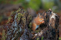 Red Squirrel (Sciurus vulgaris) feeding on hazel nut in mossy tree stump. Lee Burn, Longframlington, Northumberland, UK, November.