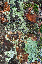 Detail of beech (Fagus) trunk with moss and lichen, Scotland, December.