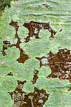 Lichen on Beech (Fagus), abstract. Scotland, February.