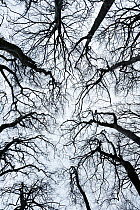 Leafless tree canopy silhouetted in winter. Gannochy, Scotland, February.