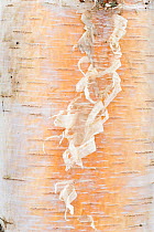 Detail of Silver Birch (Betula pendula) tree bark. Scotland, March.