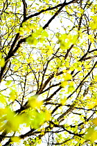 Fresh new leaves on tree abstract, Scotland, April.