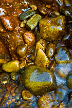 Wet stones in stream bed. Scotland.