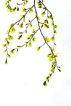 Beech (Fagus) leaves against white background. Scotland.