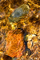 Pebbles seen through water. Scotland.