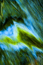 Water detail abstract. Craigengillan Estate, Ayrshire, Scotland.