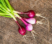 Red spring onions (Allium cepa)