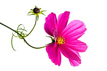 Cosmos (Cosmo sp.) in flower. France, Europe, August.