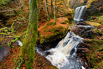 Waterfall in woodland. Craigengillan Estate, Dalmellington, Ayrshire, October 2011.
