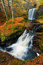 Waterfalls in woodland. Craigengillan Estate, Dalmellington, Ayrshire, October.