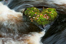 Heart-shaped mossy rock in fast flowing river, Craigengillan Estate, Dalmellington, Ayrshire, October.