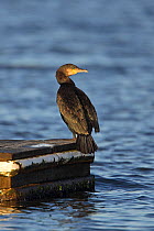 Cormorant (Phalacrocorax carbo) perched on jetty in marine lake in early morning sun Wirral, Merseyside UK, December