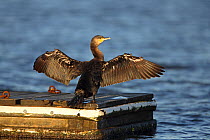 Cormorant (Phalacrocorax carbo) wing drying perched on jetty in marine lake in early morning sun Wirral, Merseyside UK, December