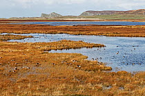Mixed species of geese including Greylag (Anser anser) and White fronted geese (Anser albifrons) on Loch Gorm Islay Scotland, UK, October