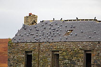 Rock Doves (Columba livia) perched on roof of disused building Islay Scotland, UK, October
