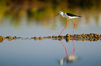 Black-winged Stilt (Himantopus himantopus) walking on stones is reflected in the water of salt flats in the Algarve, Portugal, May.