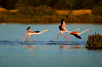 Greater Flamingos (Phoenicopterus roseus) near Faro, The Algarve, Portugal, May.