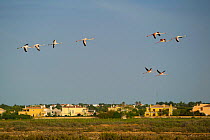 Greater Flamingos (Phoenicopterus roseus) in flight above town near Faro, The Algarve, Portugal, May.
