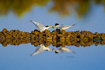 A male Little Tern (Sterna albifrons) passes a fish to a female as part of a courtship behaviour. The display is reflected in the water of salt flats in the Algarve, Portugal, May.