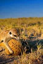 Meerkats (Suricata suricatta) or suricates, playing in the Kalahari near Makgadikgadi Pans National Park, Botswana, April.