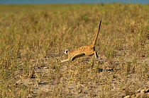 Meerkat (Suricata suricatta) runs for cover at the sight of a predator in the Kalahari near Makgadikgadi Pans National Park, Botswana, April.