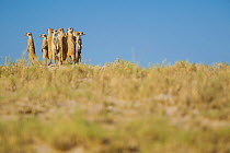 Alarmed by the presence of a predator, a group of meerkats (Suricata suricatta) or suricates, stand together on high ground to survey their territory on the edge of Makgadikgadi Pans National Park, Bo...