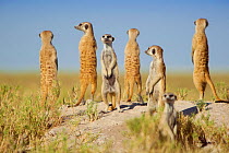 A group of meerkats (Suricata suricatta) or suricates, stand on an old termite mound to gain extra height and watch for predators in their territory on the edge of Makgadikgadi Pans National Park, Bot...