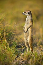 Meerkat (Suricata suricatta) standing in alert pose on the edge of Makgadikgadi Pans National Park, Botswana, April.