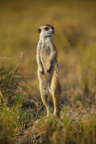 Meerkat (Suricata suricatta) standing in alert pose on the edge of Makgadikgadi Pans National Park, Botswana, April.