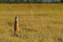 Meerkat (Suricata suricatta) standing in alert pose to survey its territory on the edge of Makgadikgadi Pans National Park, Botswana, April.
