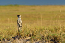 Meerkat (Suricata suricatta) looking at the camera and standing to survey its territory on the edge of Makgadikgadi Pans National Park, Botswana, April.