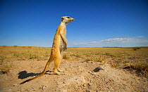 Meerkat (Suricata suricatta) standing in alert pose to survey its territory on the edge of Makgadikgadi Pans National Park, Botswana, April.