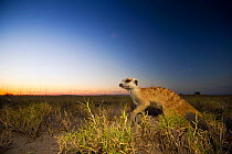 Meerkat (Suricata suricatta) runs through the short grass on the edge of Botswana's Makgadikgadi Pans in the last light of the day. April.