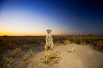 Meerkat (Suricata suricatta) keeps watch at the entrance to a burrow as the sun sets over the Kalahari, Botswana, April.