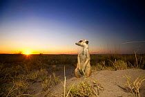 Meerkat (Suricata suricatta) keeps watch at the entrance to a burrow as the sun sets over the Kalahari, Botswana, April.