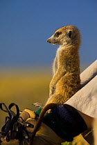 A young meerkat (Suricata suricatta) or suricate, standing on the feet of a tourist on the edge of Makgadikgadi Pans National Park, Botswana, April.