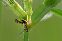 Two Garden black garden ants (Lasius niger) feeding from extrafloral nectaries on stem of Common vetch (Vicia sativa), chalk grassland meadow, Wiltshire, UK, May.