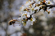Common bee fly (Bombylius major) hovering to feed from Blackthorn blossom (Prunus spinosa), Wiltshire, UK, April.