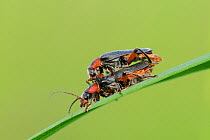 Black and red soldier beetles (Cantharis rustica) mating on a grass blade, Wiltshire meadow, UK, May.