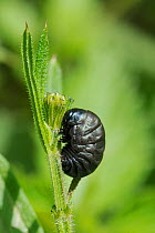 Larvae of Bloody-nosed beetle (Timarcha tenebricosa) about to pupate on its food plant Goose grass / Cleavers (Galium aparine) on fringe of chalk grassland meadow, Wiltshire, UK, May.
