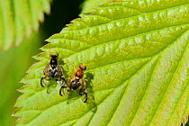 Male and female Celery flies (Euleia heraclei) performing zig-zagging courtship dance on a leaf, Wiltshire garden, UK, April.