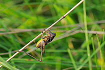 Male Dark bush cricket (Pholidoptera griseoaptera) clinging upside down to a dead grass stem, chalk grassland meadow, Wiltshire, August, UK.