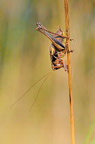 Male Dark bush cricket (Pholidoptera griseoaptera) clinging head down to a dead grass stem, chalk grassland meadow, Wiltshire, August, UK.