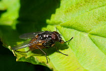 Face fly / Autumn house fly (Musca autumnalis) bubbling its stomach contents to speed digestion, Wiltshire garden, UK, April.