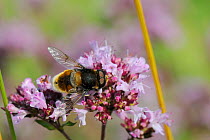 Hoverfly (Eristalis intricarius) male feeding on flowering Wild marjoram (Origanum vulgare) chalk grassland meadow, Wiltshire, UK, July
